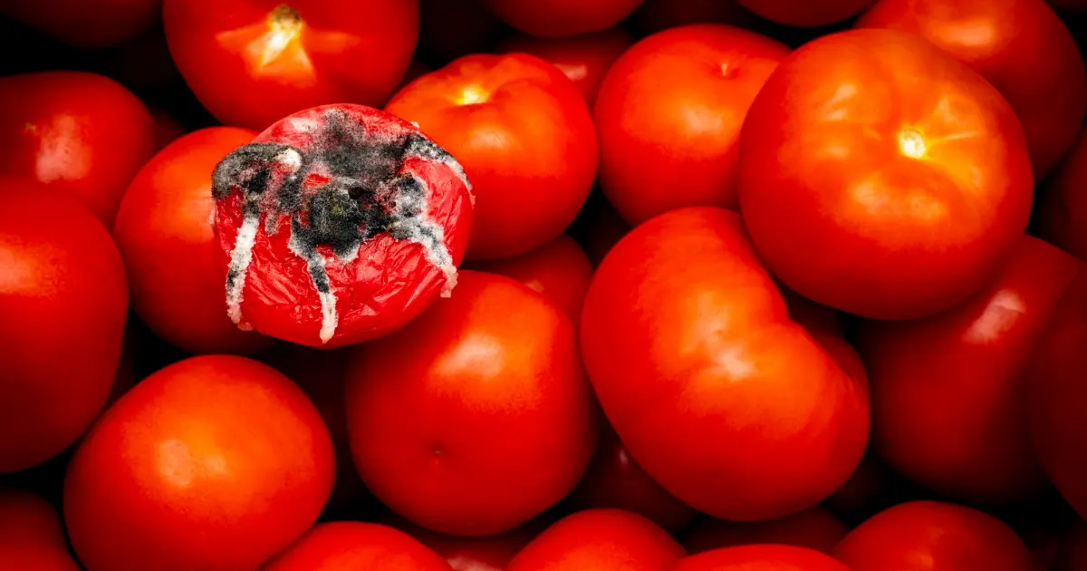 Jak skutecznie przechowywać pomidory? Przewodnik krok po kroku